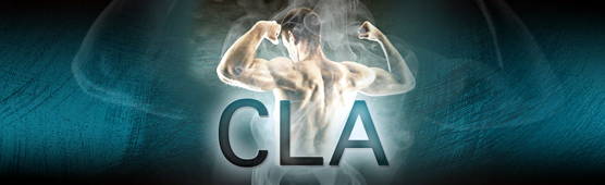 Du CLA pour une perte de gras et une prise de muscle Du CLA pour une perte de gras et une prise de muscle